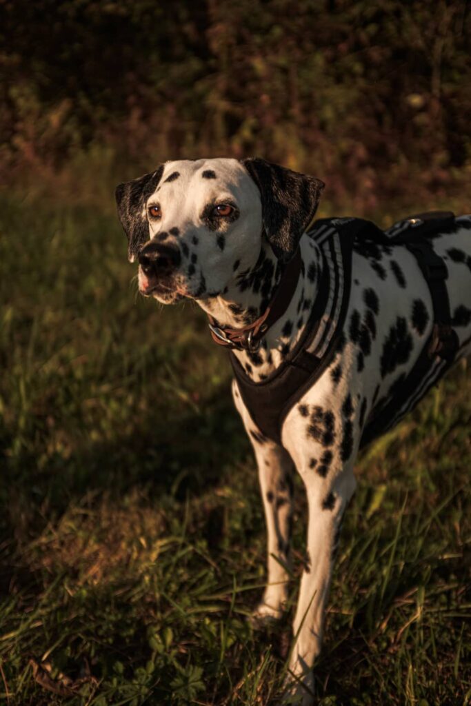 Lena Gärtner (HZDUDW) - HIN ZU DIR UND MEINEM WELPEN - Was mich antreibt